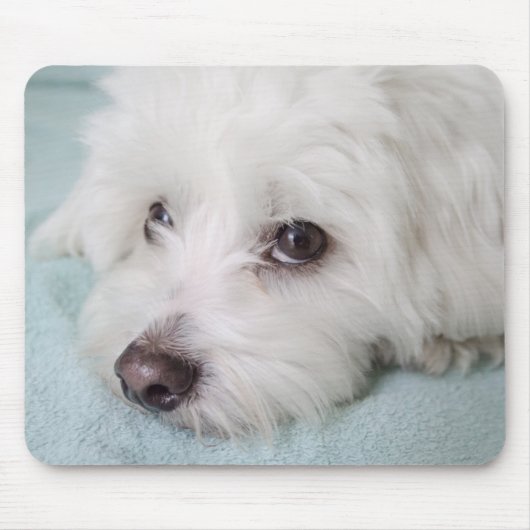 Coton de Tulear Puppyの目 マウスパッド (正面)