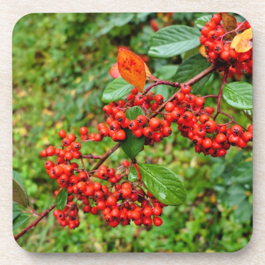 Cotoneasterの裂片 コースター (正面)