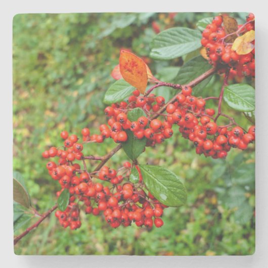 Cotoneasterの裂片 ストーンコースター (正面)