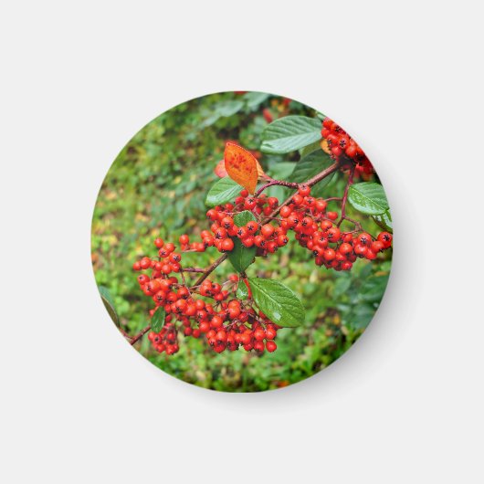 Cotoneasterの裂片 マグネット (正面)