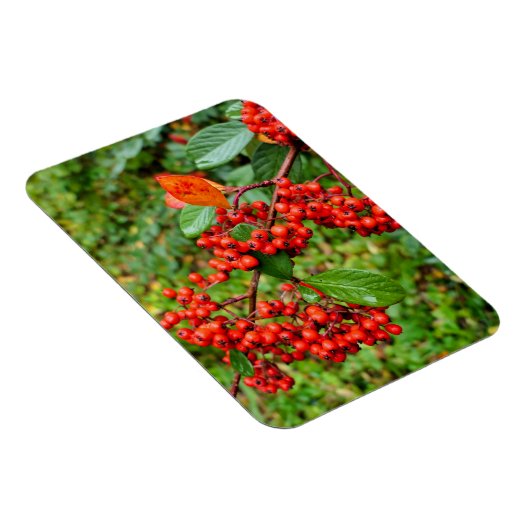 Cotoneasterの裂片 マグネット (右側)