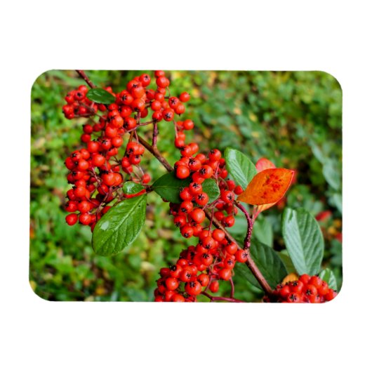 Cotoneasterの裂片 マグネット (横)