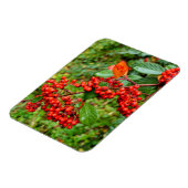 Cotoneasterの裂片 マグネット (左側)