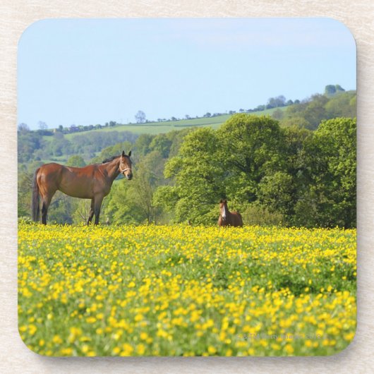 Cotswolds、イギリス コースター (正面)