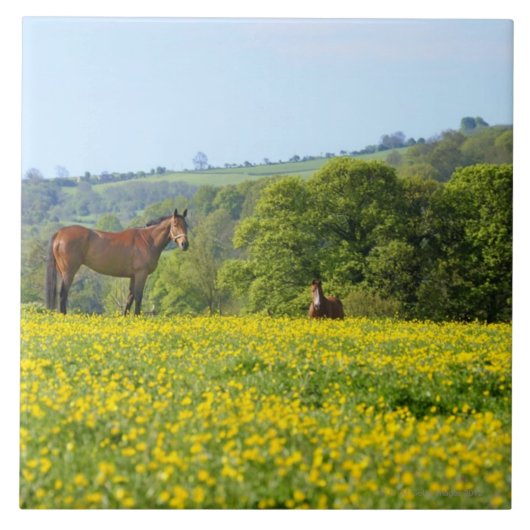 Cotswolds、イギリス タイル (正面)