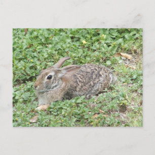 Cottontailウサギ ポストカード