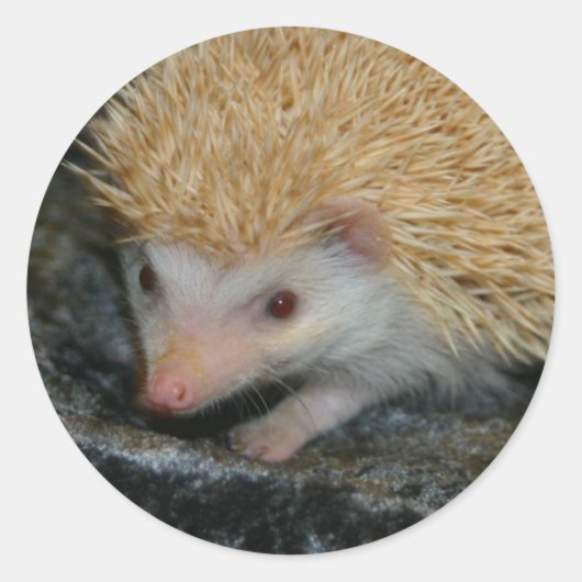 Cottyかわいこちゃんシール ラウンドシール (正面)