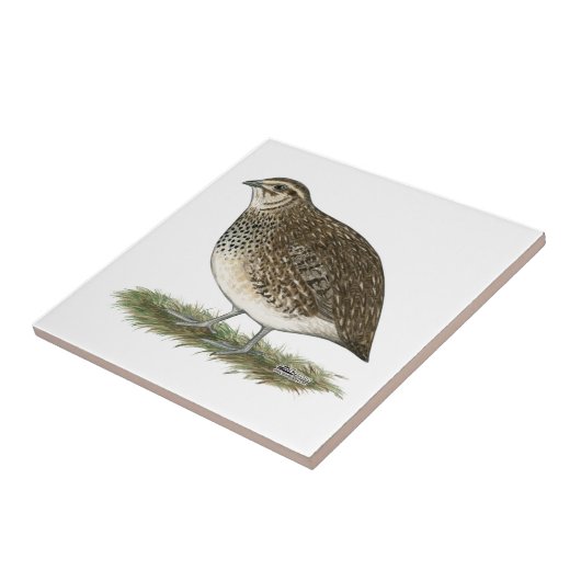 Coturnixのウズラの雌鶏 タイル (側面)