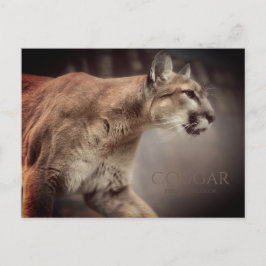 Cougar ポストカード