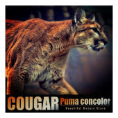 COUGAR：Glossy Poster ポスター (正面)