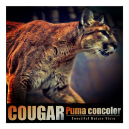 COUGAR：Glossy Poster ポスター
