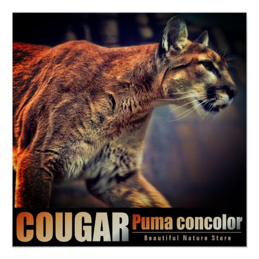COUGAR:Glossy Poster ポスター (正面)