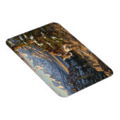 Cougar in Rocky Mountain National Park Travel マグネット (右側)