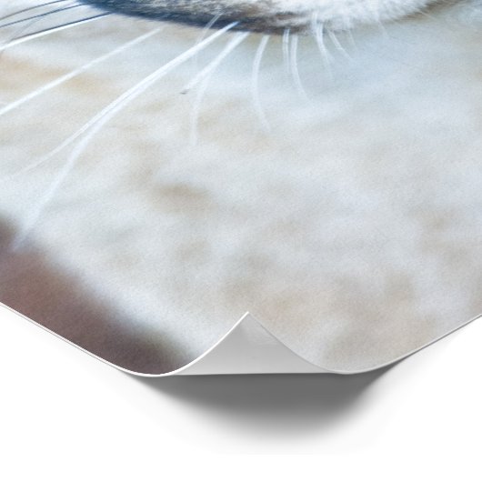 Cougar, mountain lion, Florida panther, Puma ポスター (角)