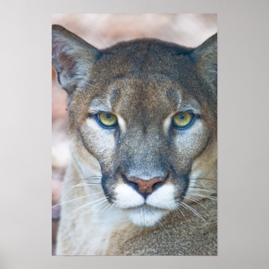 Cougar, mountain lion, Florida panther, Puma ポスター (正面)
