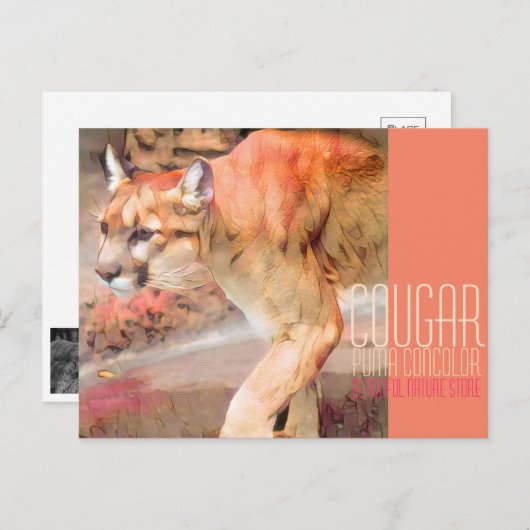 Cougar [Postcard] ポストカード (正面/裏面)