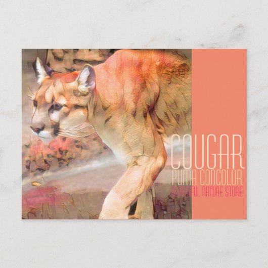 Cougar [Postcard] ポストカード (正面)