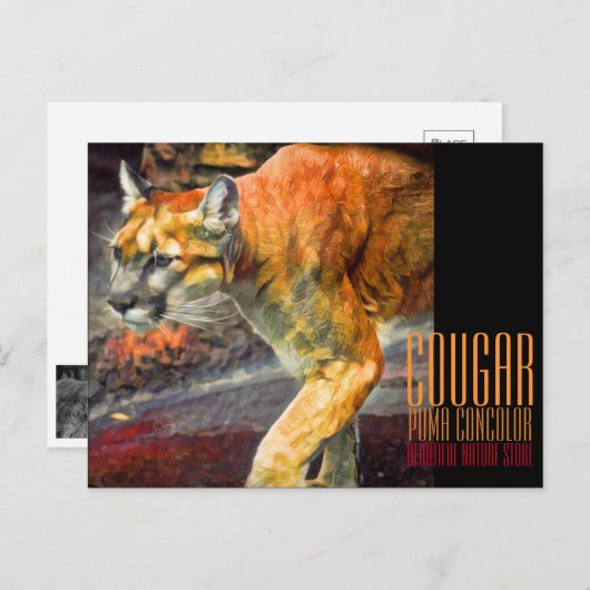 Cougar [Postcard] ポストカード (正面/裏面)