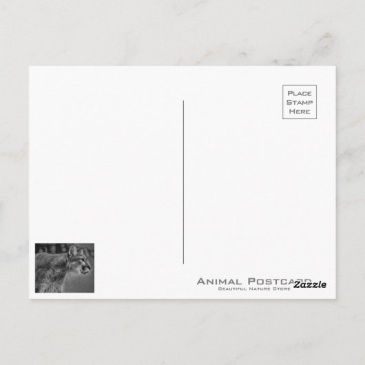 Cougar [Postcard] ポストカード (裏面)