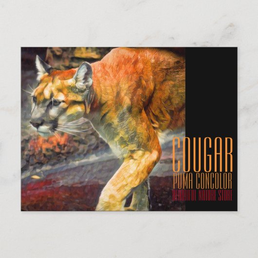 Cougar [Postcard] ポストカード (正面)