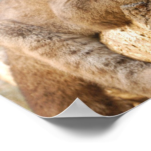 cougarCub4-10x10 ポスター (角)