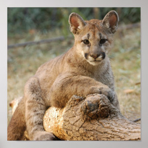 cougarCub4-10x10 ポスター