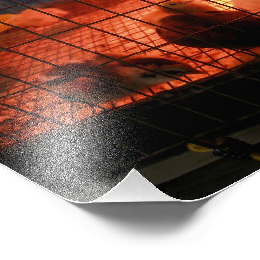 County Fair生まれたばかりのでインキュベーターのベビーチックス フォトプリント (角)