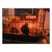 County Fair生まれたばかりのでインキュベーターのベビーチックス フォトプリント (正面)