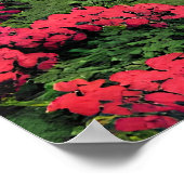 Couple in The Park-56476 ポスター (角)