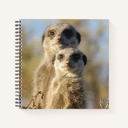 Couple of Meerkats Cute Photo ノートブック (正面)
