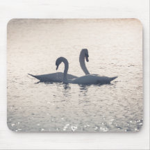 Courting Swans自然写真