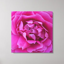 Coveted Rose Stretched Canvas Print キャンバスプリント