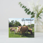 Cow – 新しいアドレスのポストカード – 移動した ポストカード (スタンド正面)