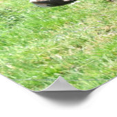 Cow 52があなたを見ている写真ポスターアート ポスター (角)