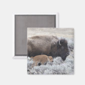 Cow and Calf Bison, Yellowstone マグネット (正面/裏面)