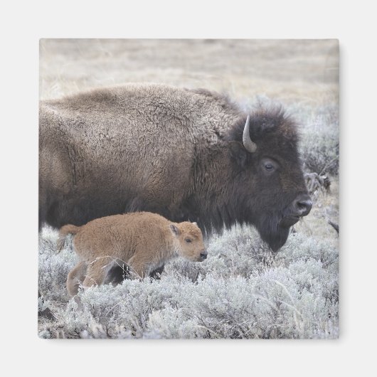 Cow and Calf Bison, Yellowstone マグネット (正面)