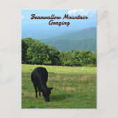 Cow Bearwallow Mountain Blue Ridge Mountains NC ポストカード (正面)