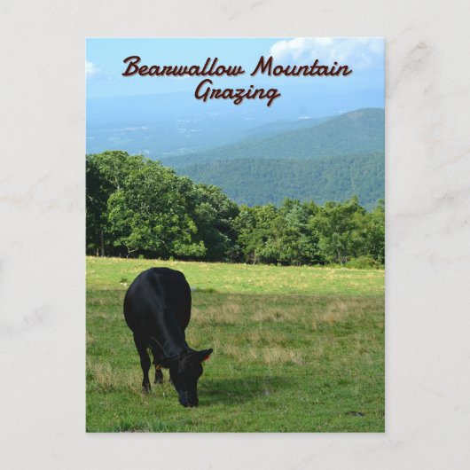Cow Bearwallow Mountain Blue Ridge Mountains NC ポストカード (正面)