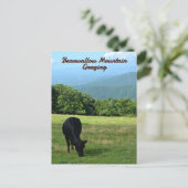 Cow Bearwallow Mountain Blue Ridge Mountains NC ポストカード (スタンド正面)