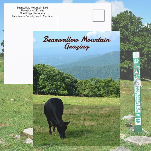 Cow Bearwallow Mountain Blue Ridge Mountains NC ポストカード