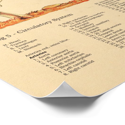 Cow Bovine Veterinary Anatomy Chart ポスター (角)