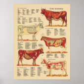 Cow Bovine Veterinary Anatomy Chart ポスター (正面)