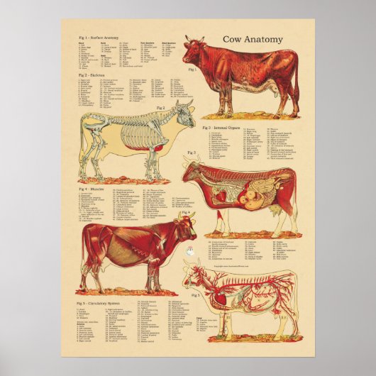 Cow Bovine Veterinary Anatomy Chart ポスター (正面)