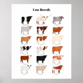 cow breeds poster ポスター