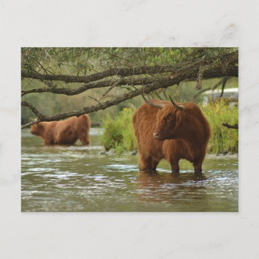 Cow card standing in the water Biesbosch ポストカード (正面)