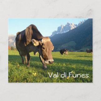 Cow in Val di Funes (Dolomites)文字はがき ポストカード
