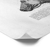 Cow Muscle Anatomy Vintage Print ポスター (角)