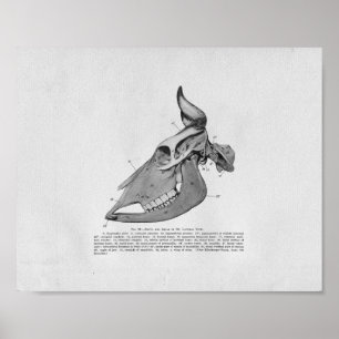 Cow Skull Anatomy Vintage Print ポスター