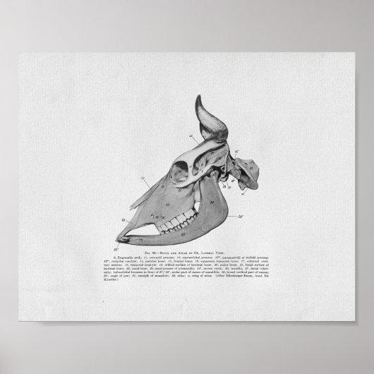 Cow Skull Anatomy Vintage Print ポスター (正面)