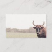  cow with horns country animal photograph  名刺 (裏面)
